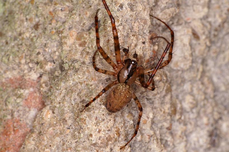 Meta_merianae_D5167_Z_90_Les Gris_Frankrijk.jpg
